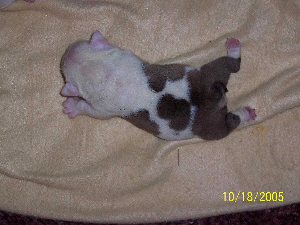 Puppies