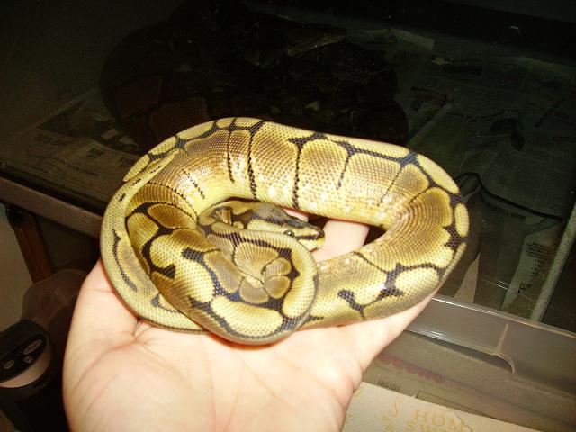 spider2