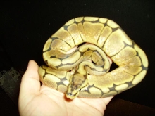 spider3