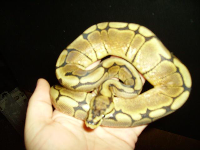 spider3