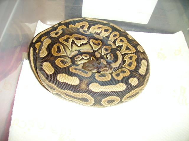 cinny