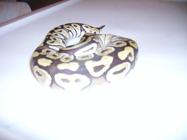fmojo3