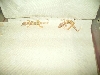 geckos