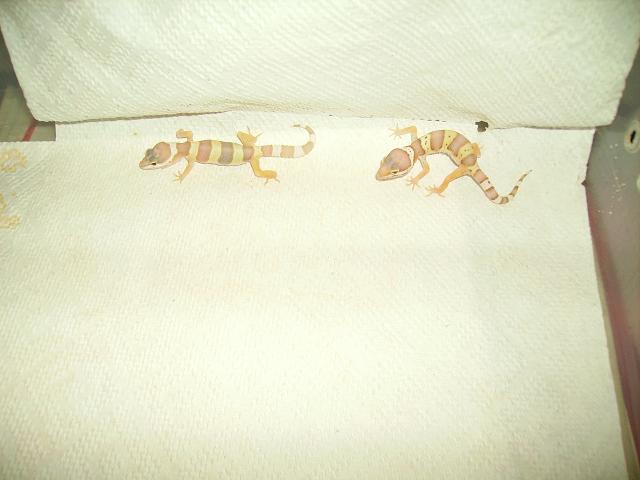 geckos