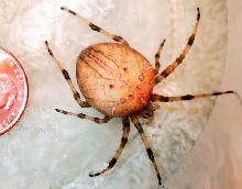 Am I a European Garden Spider?