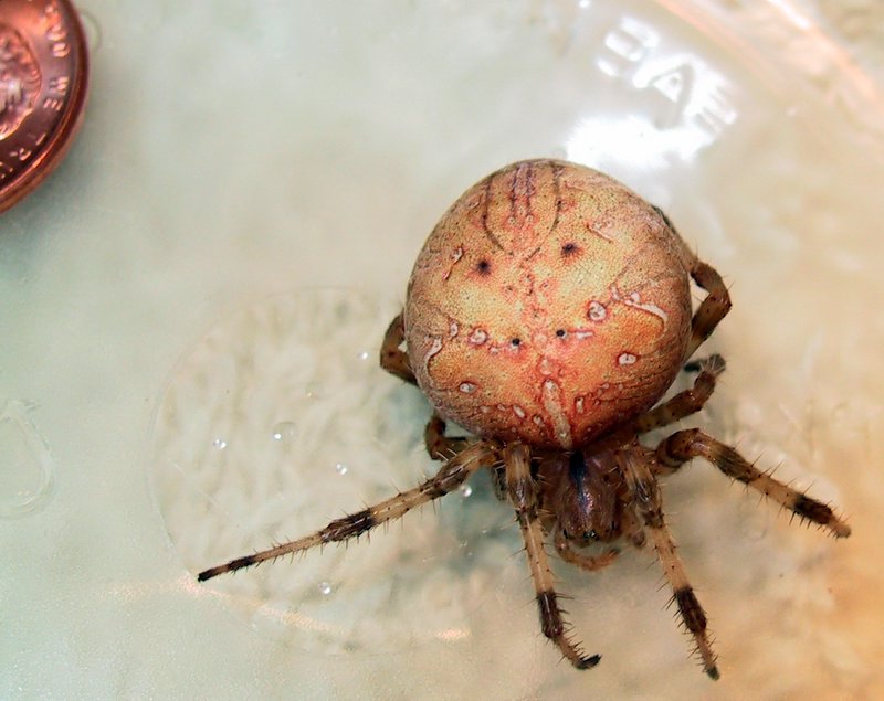 Am I a European Garden Spider?