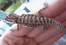 Baby beardie