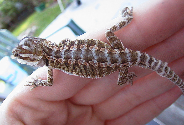 Baby beardie