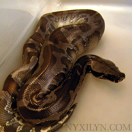 Shedding