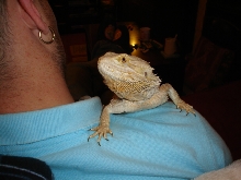 bigspike1