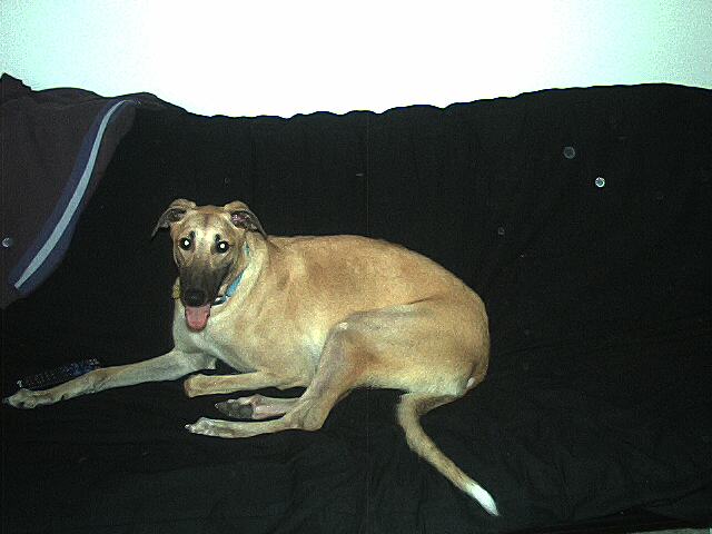 My Puppy