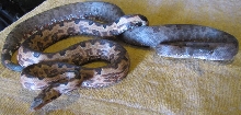 3yo juveniles from JC x Reba
