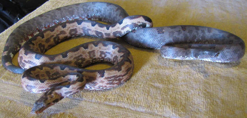 3yo juveniles from JC x Reba