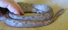 Unusal female