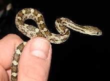 what am I?