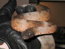 angry solomon island ground boa