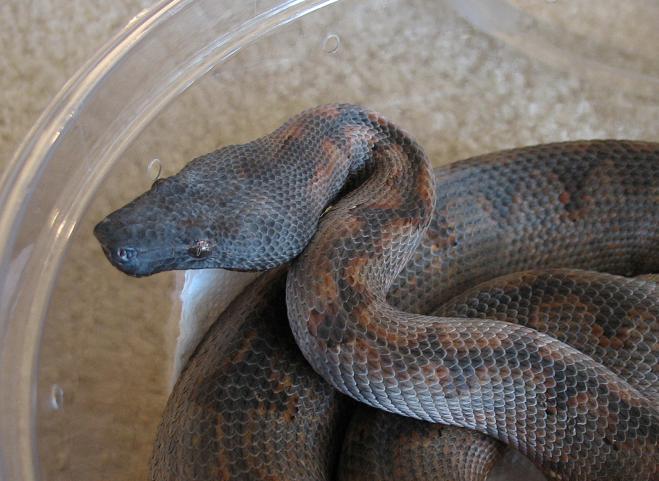Solomon Island Ground Boa head
