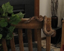 Another candoia chair shot