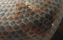 solomon island ground boa scales