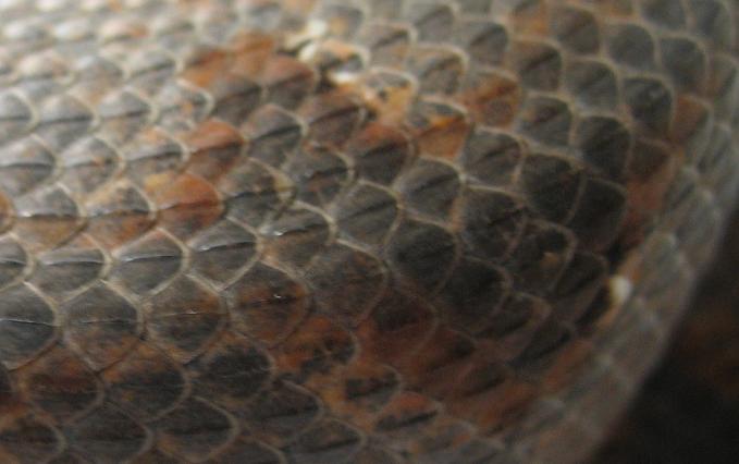 solomon island ground boa scales