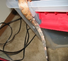 my sigb's tail