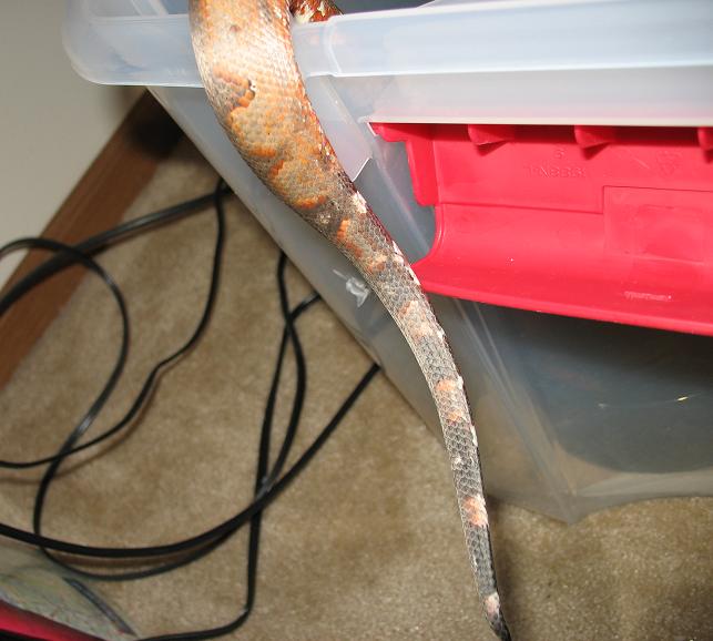 my sigb's tail