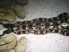 is he Hypomelanistic (hypo.) or not?