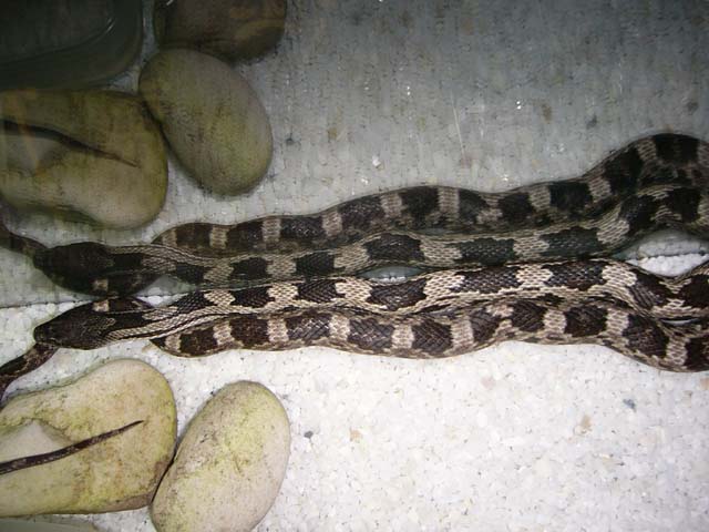 is he Hypomelanistic (hypo.) or not?