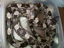 gray rat snake?