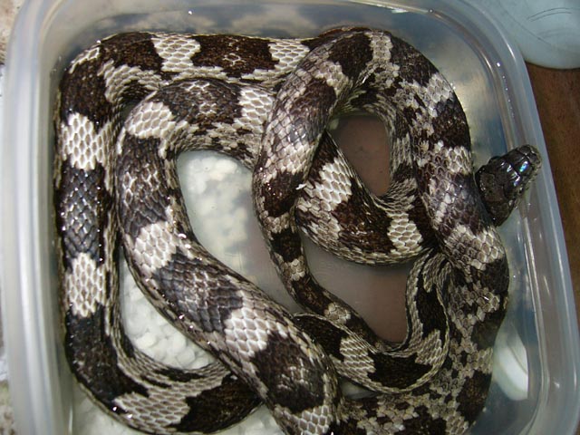 gray rat snake?