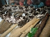 gray rat snake