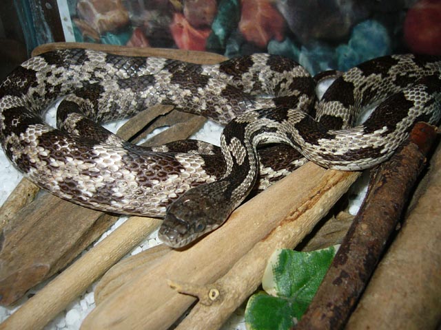 gray rat snake