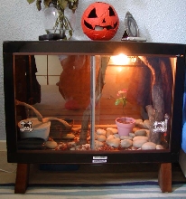grey rat tank