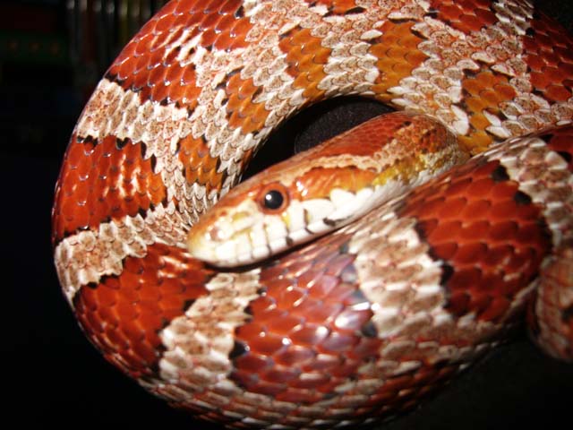 corn snake