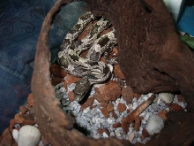 grey rat snake