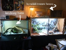 my snake tanks