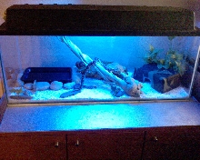 new burm tank setup