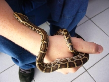 my new burm