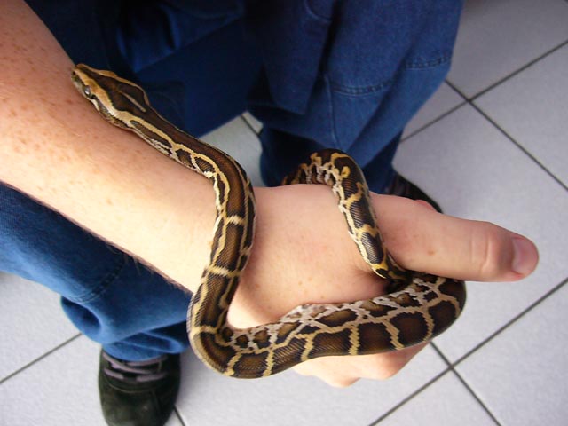 my new burm