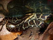 my baby burm