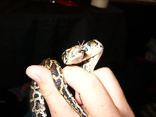 my baby burm