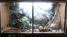 my corn snake tank