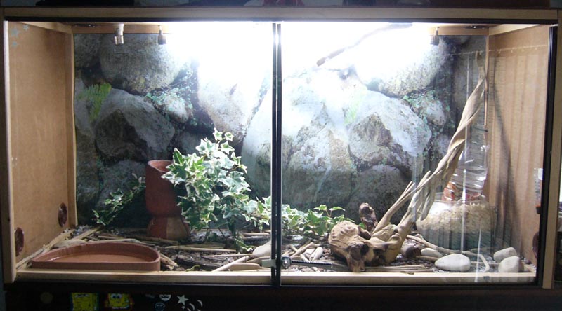 my corn snake tank