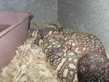 beaded mating