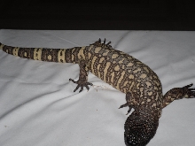 young female