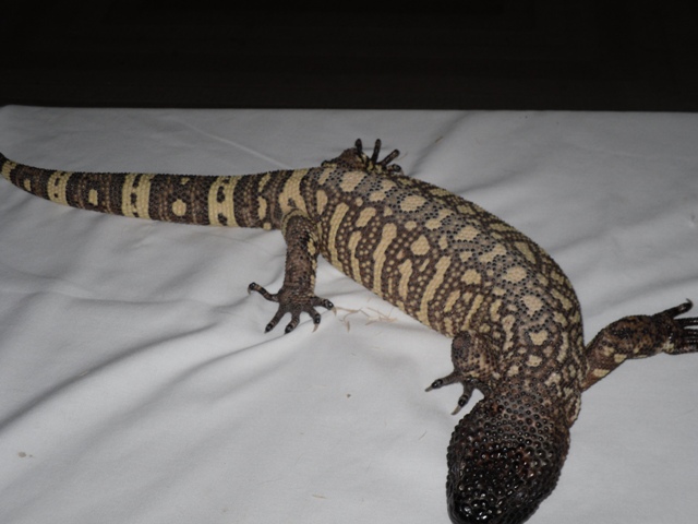 young female