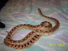 bull snake