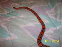grey banded