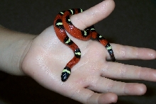 Milk Snake