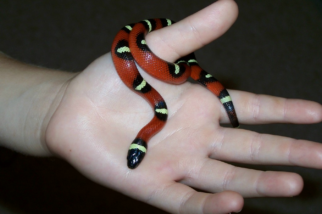 Milk Snake